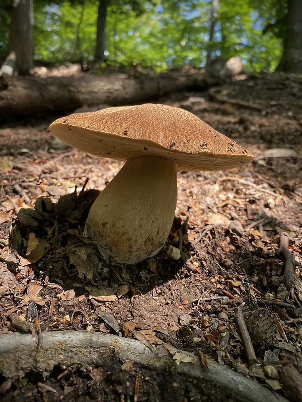 hríb dubový Boletus reticulatus Schaeff.