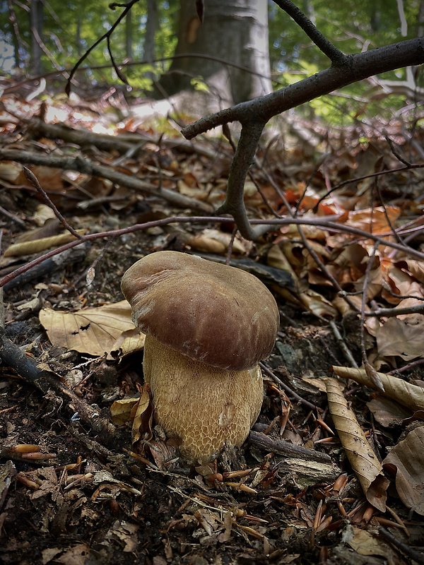 hríb dubový Boletus reticulatus Schaeff.