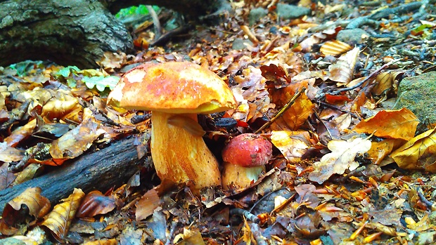 hríb dubový Boletus reticulatus Schaeff.