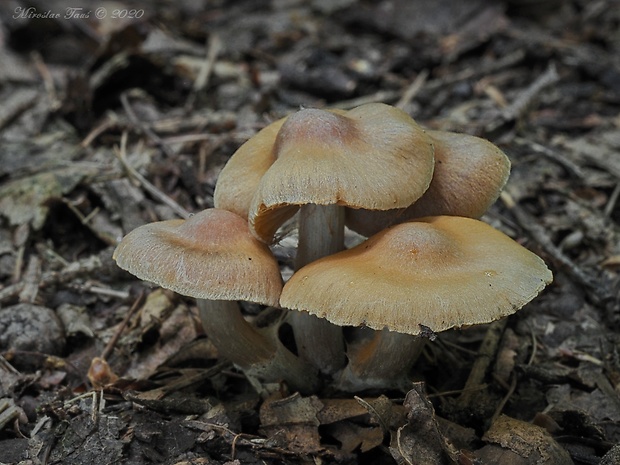 pavučinovec Cortinarius sp.