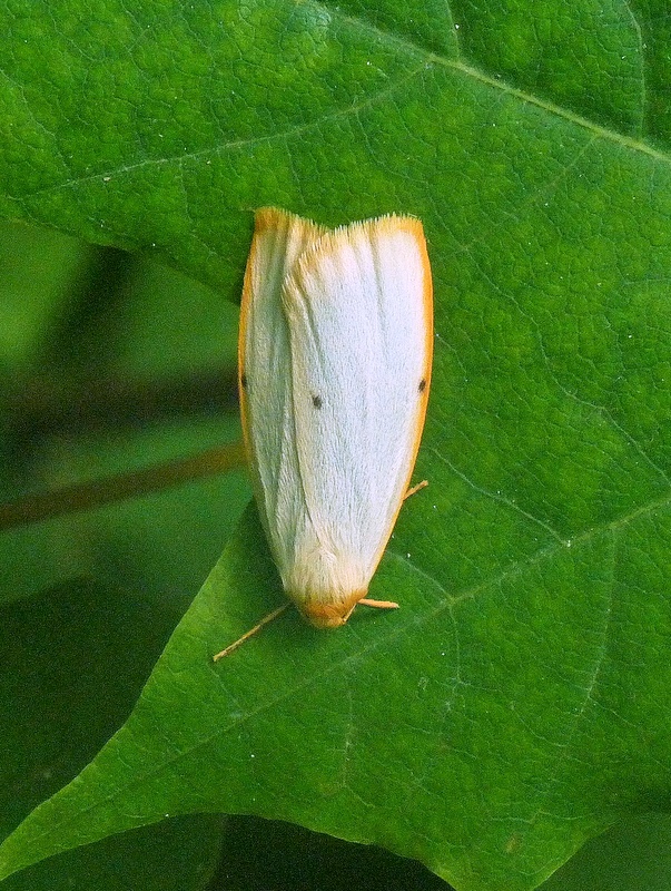 lišajníkovec belavý Cybosia mesomella