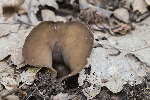 chriapač kalíškovitý Helvella acetabulum (L.) Quél.