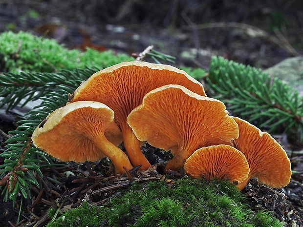 líška oranžová Hygrophoropsis aurantiaca (Wulfen) Maire