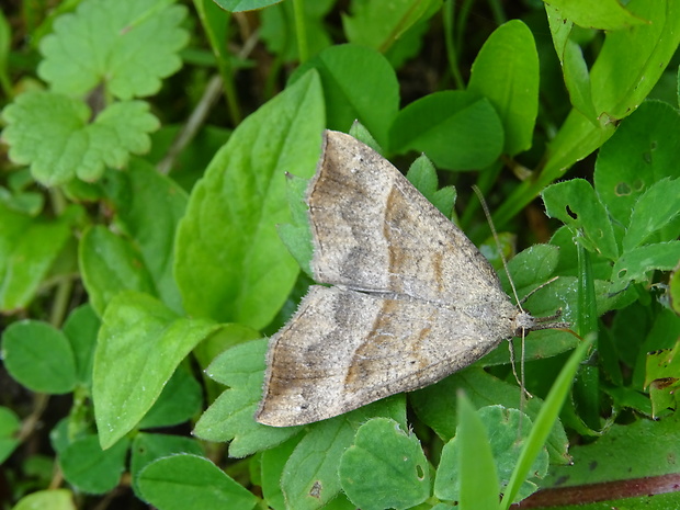 pamora žihľavová Hypena proboscidalis