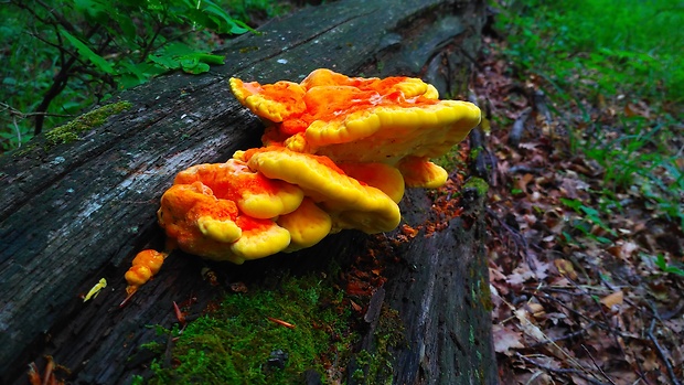 sírovec obyčajný Laetiporus sulphureus (Bull.) Murrill