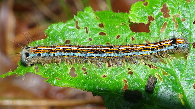 priadkovec obrúčkavý Malacosoma Neustria