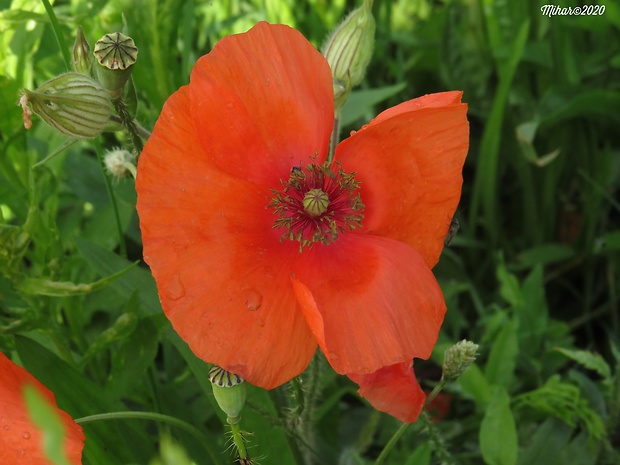 mak vlčí Papaver rhoeas L.