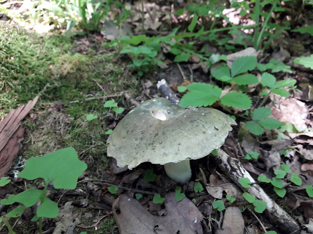 plávka Russula sp.