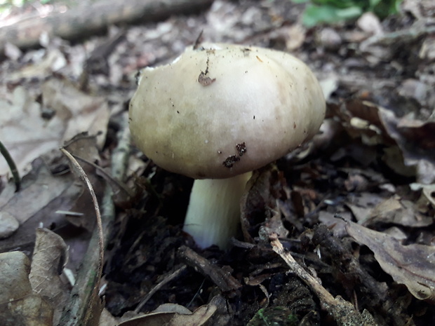 plávka Russula sp.