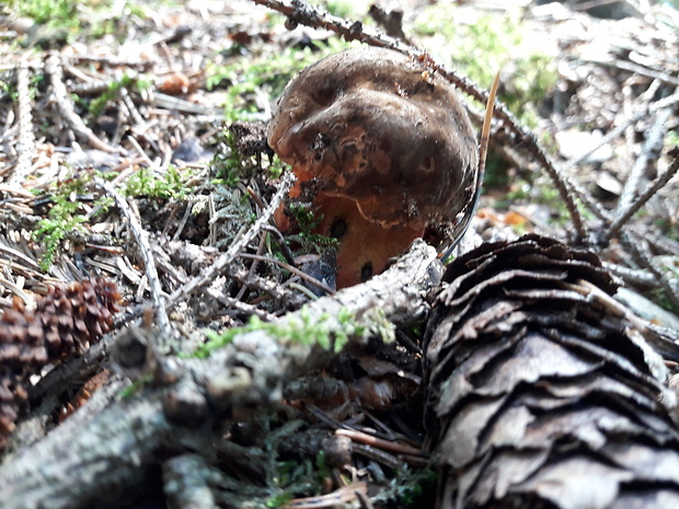 hríb zrnitohlúbikový Sutorius luridiformis (Rostk.) G. Wu & Zhu L. Yang