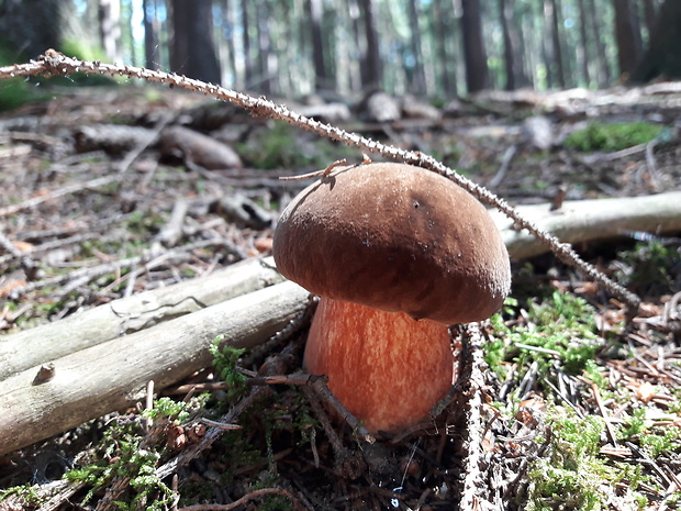 hríb zrnitohlúbikový Sutorius luridiformis (Rostk.) G. Wu & Zhu L. Yang