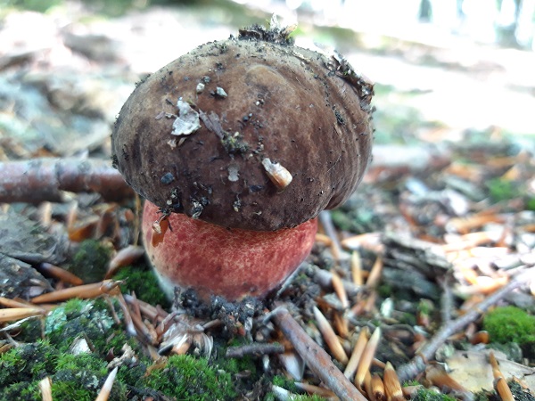 hríb zrnitohlúbikový Sutorius luridiformis (Rostk.) G. Wu & Zhu L. Yang