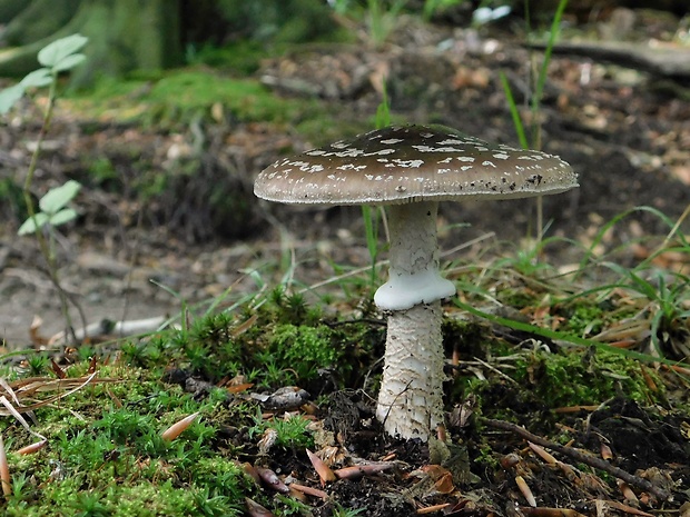 muchotrávka hrubá Amanita excelsa (Fr.) Bertill.