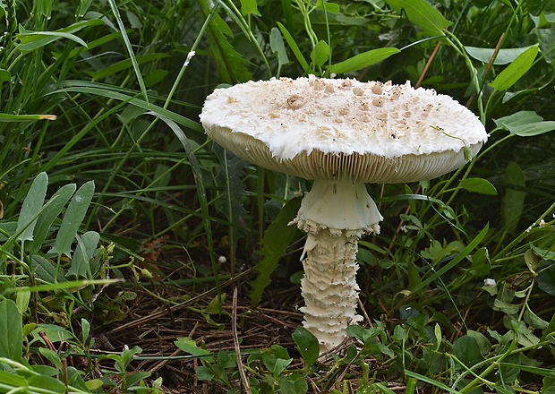 muchotrávka Vittadiniho Amanita vittadinii (Moretti) Vittad.