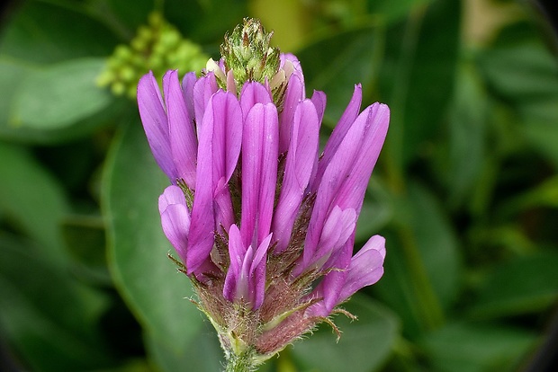 kozinec vičencovitý Astragalus onobrychis L.