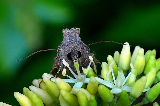 mora gama (sk) / kovolesklec gama (cz) Autographa gamma Linnaeus, 1758