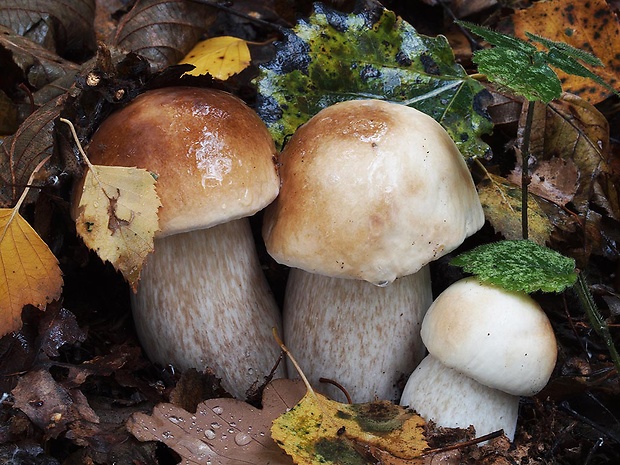 hríb smrekový Boletus edulis Bull.