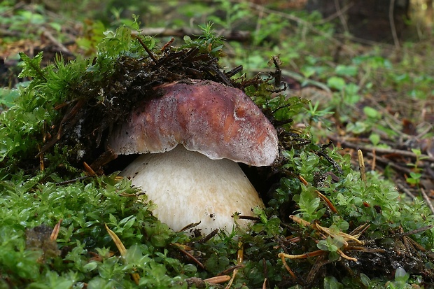 hríb sosnový Boletus pinophilus Pil. et Dermek in Pil.