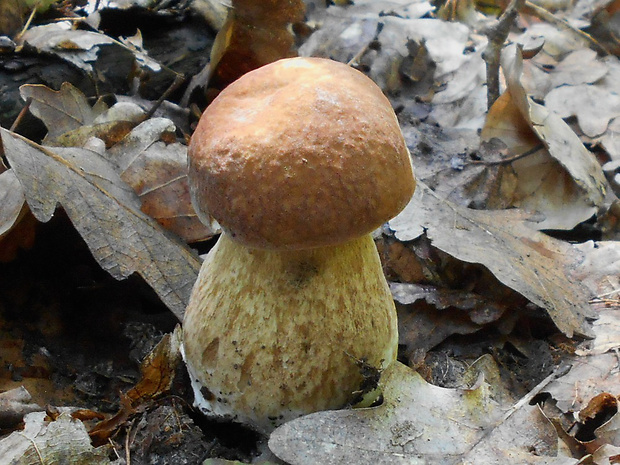 hríb dubový Boletus reticulatus Schaeff.