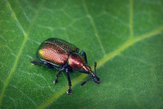 nosánik topolový (sk) / zobonoska topolová (cz) Byctiscus populi Linnaeus, 1758