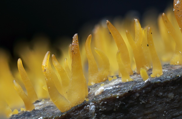 parôžkovec malý Calocera cornea (Fr.) Loud.