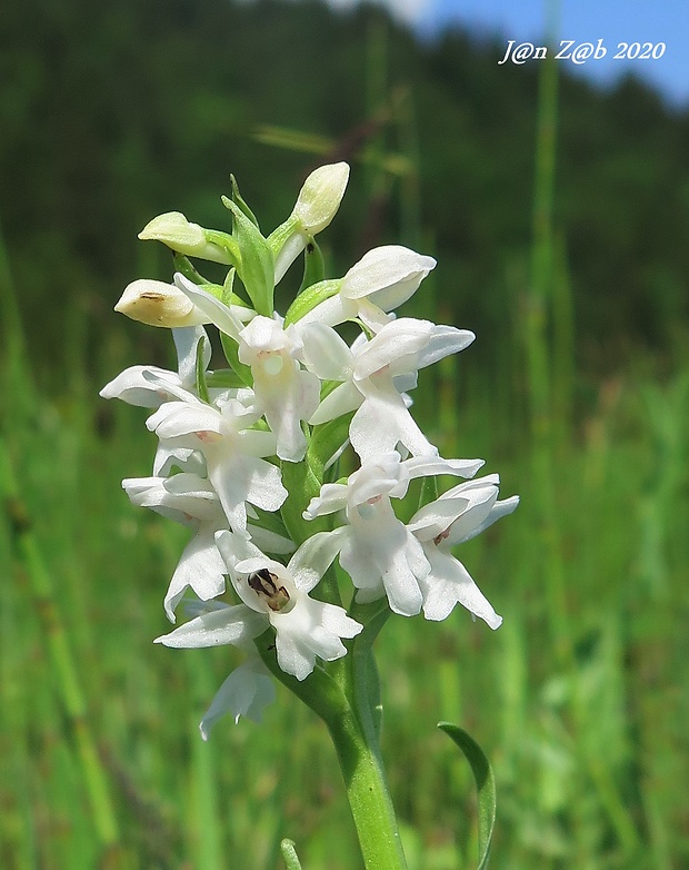 vstavačovec májový pravý Dactylorhiza majalis subsp. majalis (Reincherb.) Hunt & Summerh.