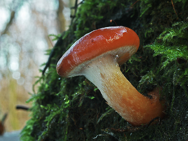 strapcovka tehlovočervená Hypholoma lateritium (Schaeff.) P. Kumm.