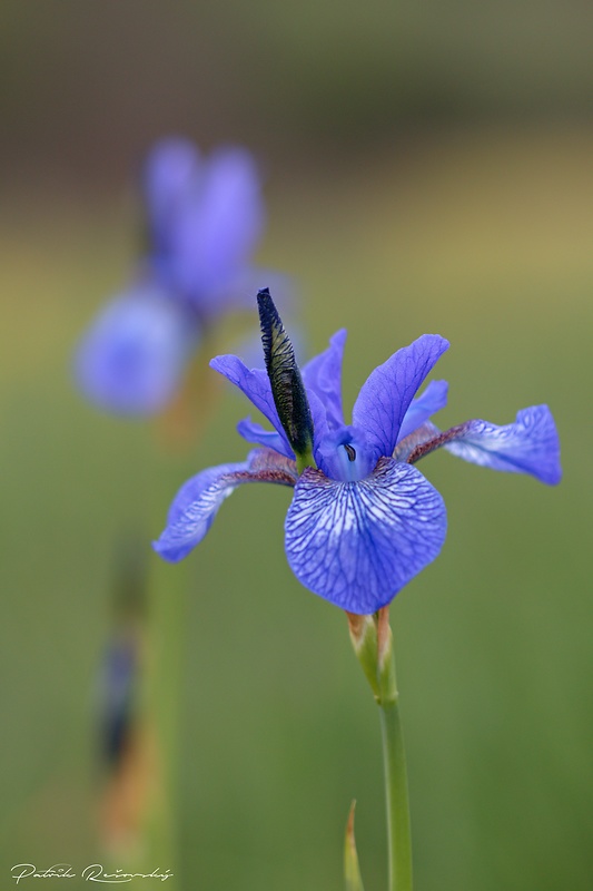 kosatec sibírsky Iris sibirica L.