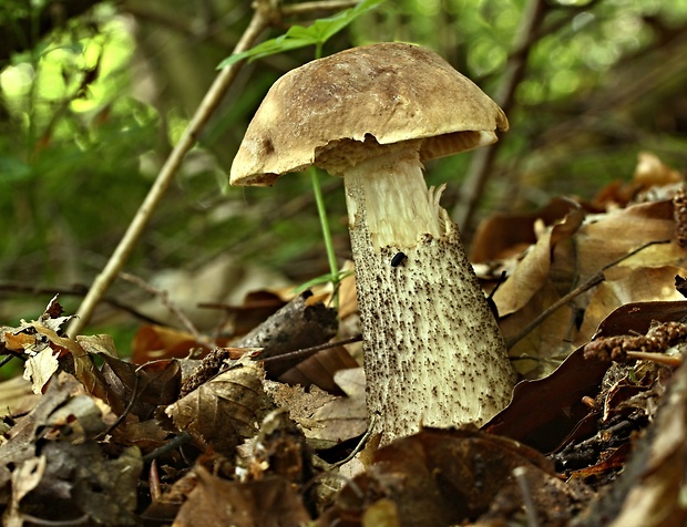 kozák hrabový Leccinum pseudoscabrum (Kallenb.) Šutara