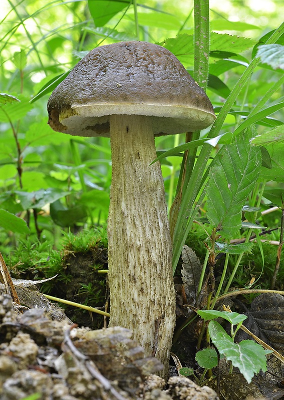 kozák hrabový Leccinum pseudoscabrum (Kallenb.) Šutara