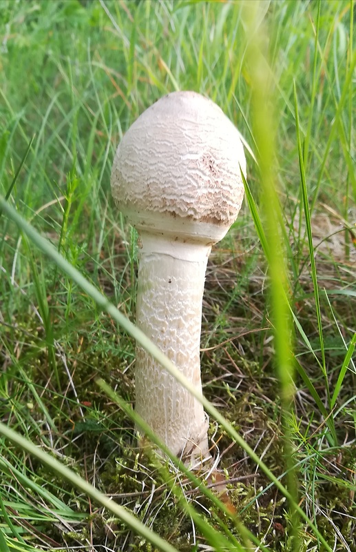 bedľa vysoká Macrolepiota procera (Scop.) Singer