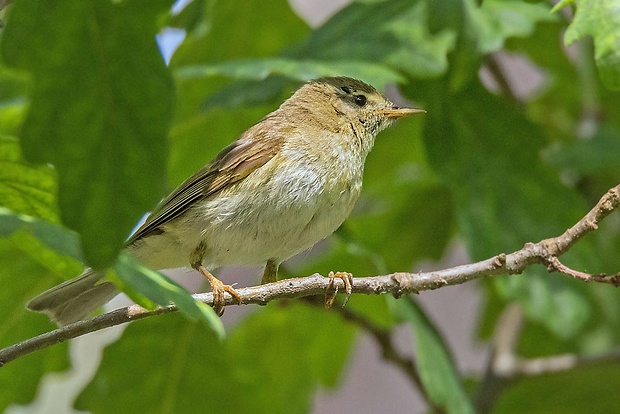 kolibkárik spevavý Phylloscopus trochilus