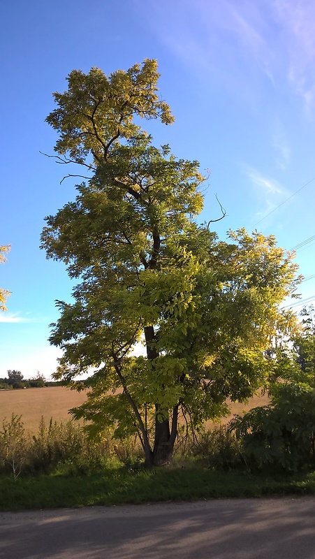 agát biely Robinia pseudoacacia L.