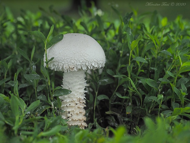 muchotrávka Vittadiniho Saproamanita vittadinii (Moretti) Redhead, Vizzini, Drehmel & Contu