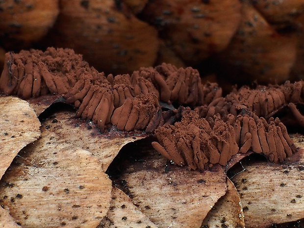 pazderka Stemonitis sp.