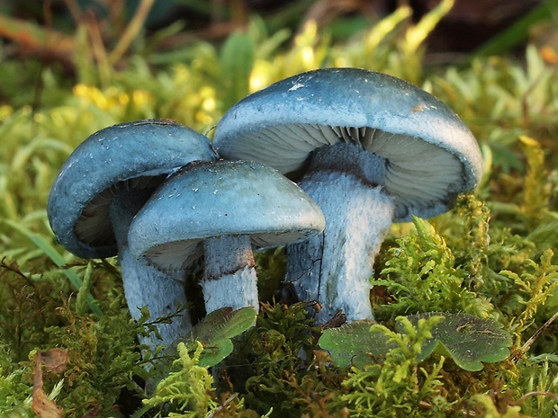 golierovka zelenomodrá Stropharia caerulea Kreisel