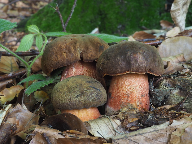 hríb zrnitohlúbikový Sutorius luridiformis (Rostk.) G. Wu & Zhu L. Yang