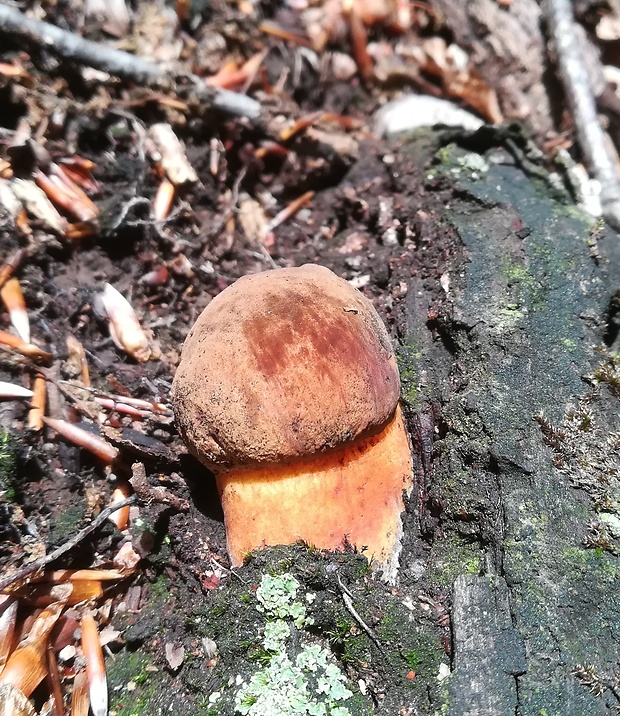 hríb zrnitohlúbikový Sutorius luridiformis (Rostk.) G. Wu & Zhu L. Yang