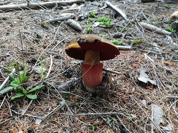 hríb zrnitohlúbikový Sutorius luridiformis (Rostk.) G. Wu & Zhu L. Yang