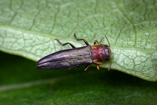 krasoň (sk) / polník luční (cz) Agrilus pratensis Ratzeburg, 1837