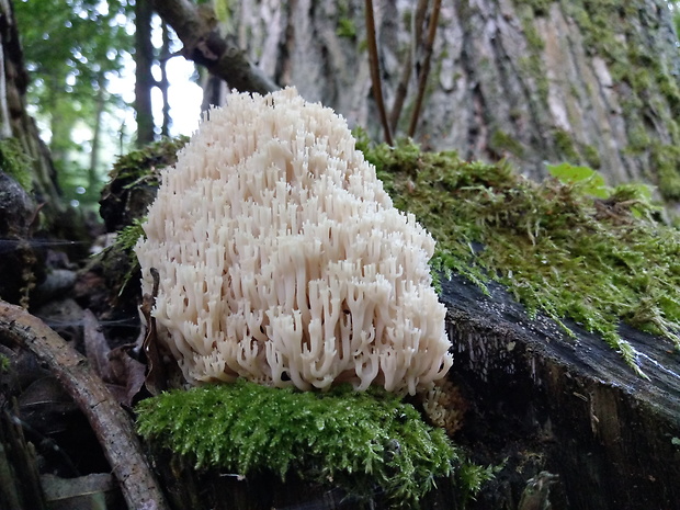 korunovec svietnikovitý Artomyces pyxidatus (Pers.) Jülich