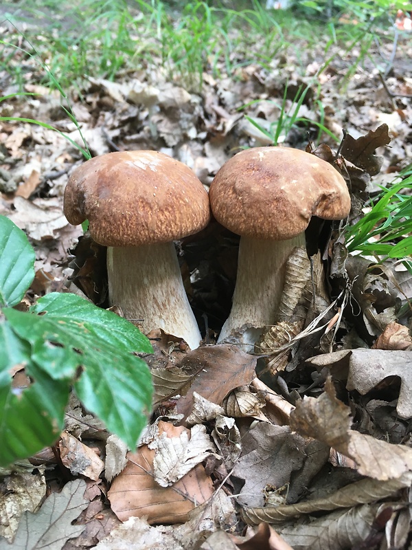 hríb dubový Boletus reticulatus Schaeff.