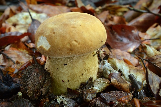 hríb dubový Boletus reticulatus Schaeff.