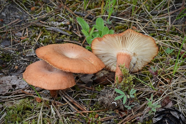 strmuľka hnedočervená Bonomyces sinopicus (Fr.) Vizzini