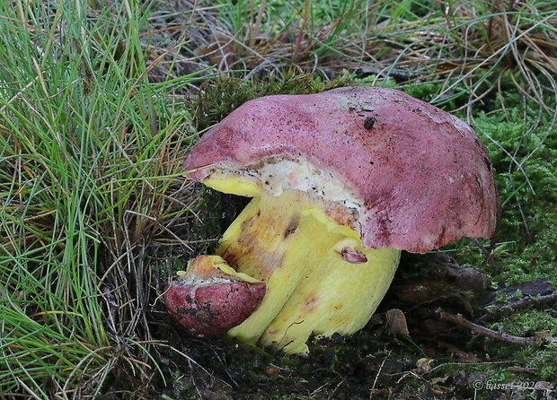 hríb kráľovský Butyriboletus regius (Krombh.) D. Arora & J.L. Frank