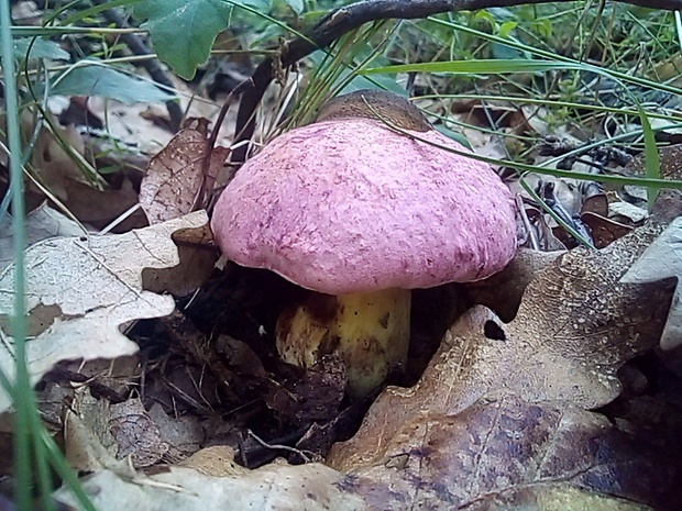 hríb kráľovský Butyriboletus regius (Krombh.) D. Arora & J.L. Frank