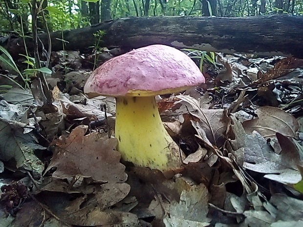 hríb kráľovský Butyriboletus regius (Krombh.) D. Arora & J.L. Frank