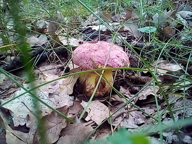 hríb kráľovský Butyriboletus regius (Krombh.) D. Arora & J.L. Frank