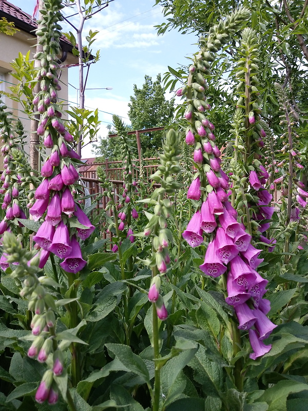 náprstník červený Digitalis purpurea L.