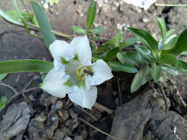 horec Gentiana angustifolia